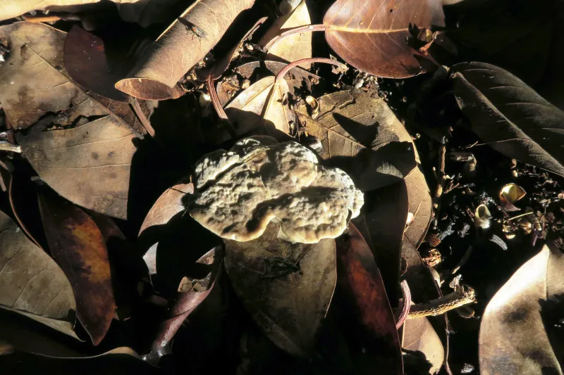 Amylosporus campbellii 1 - IMG_3273